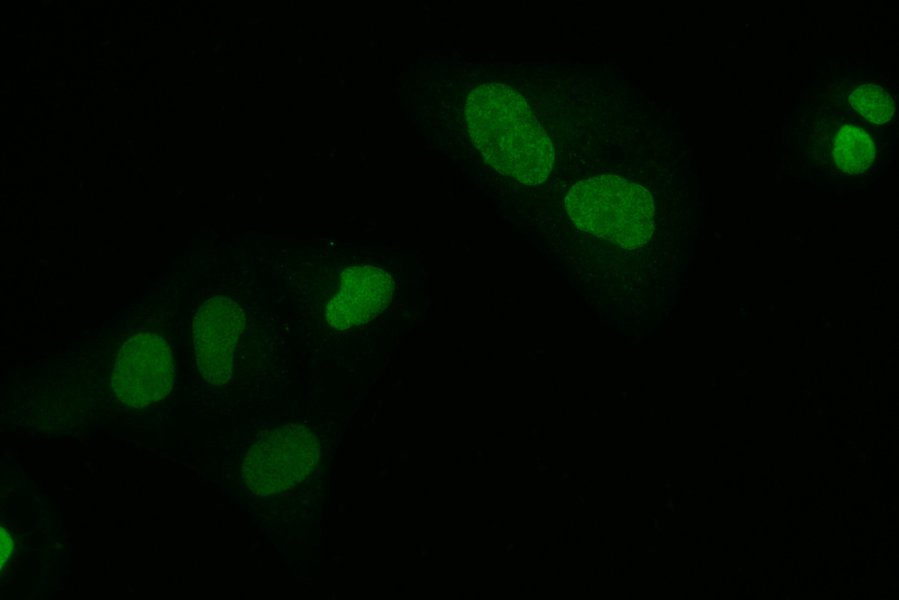 Immunofluorescence (IF) / fluorescent staining of U2OS cells using KPNA4 Recombinant antibody (82898-2-RR)