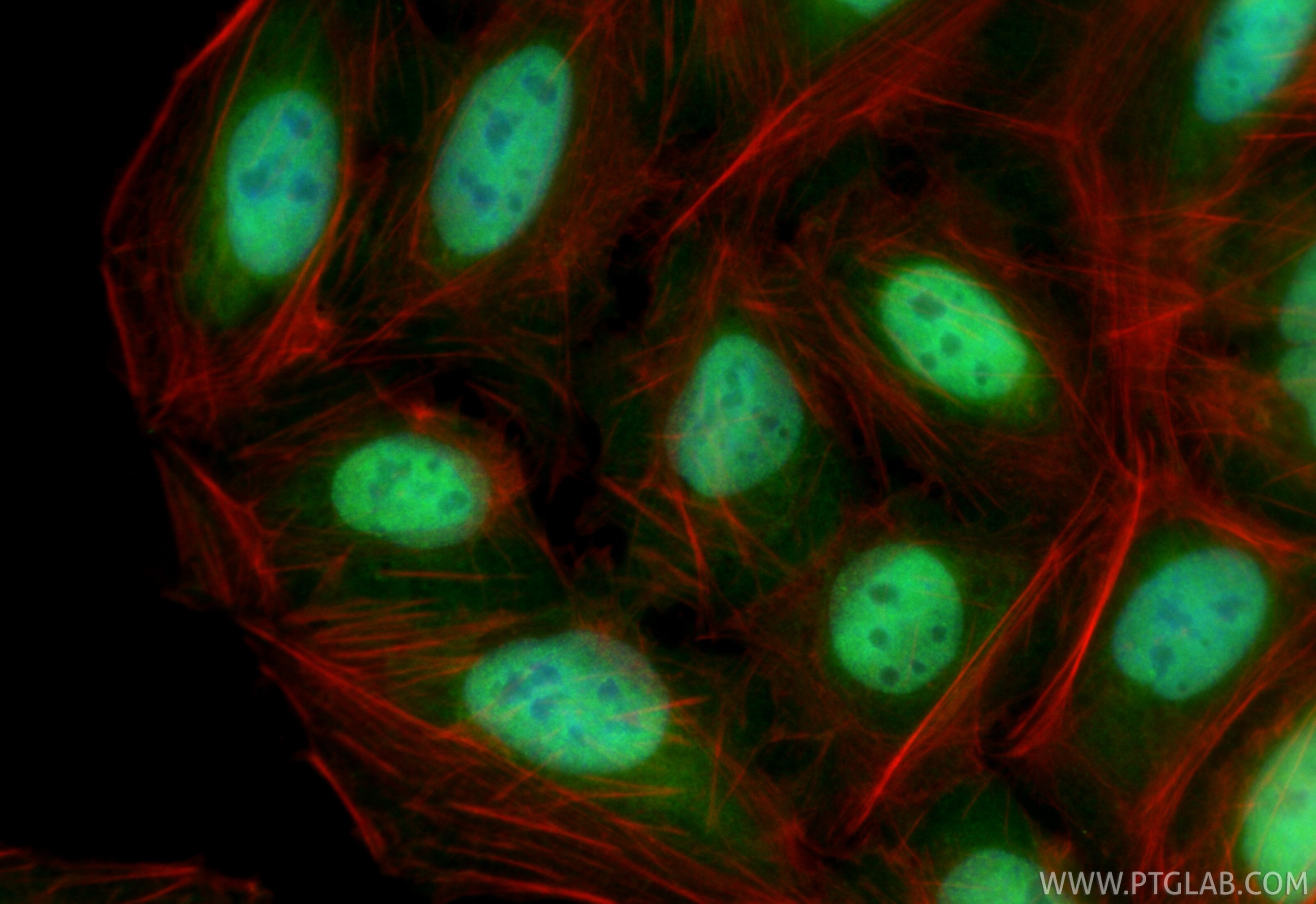 Immunofluorescence (IF) / fluorescent staining of U2OS cells using CoraLite® Plus 488-conjugated KPNA4 Recombinant mo (CL488-82898)