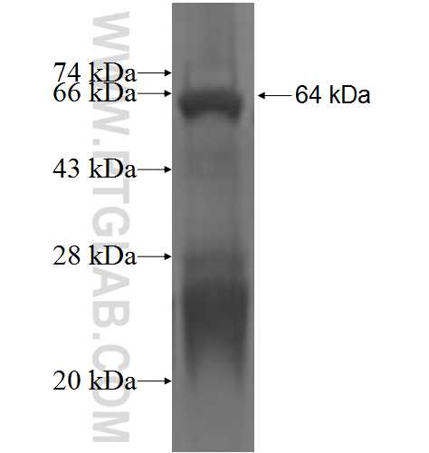 KPNA4 fusion protein Ag3133 SDS-PAGE