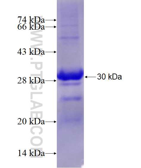 KPNB1 fusion protein Ag23094 SDS-PAGE