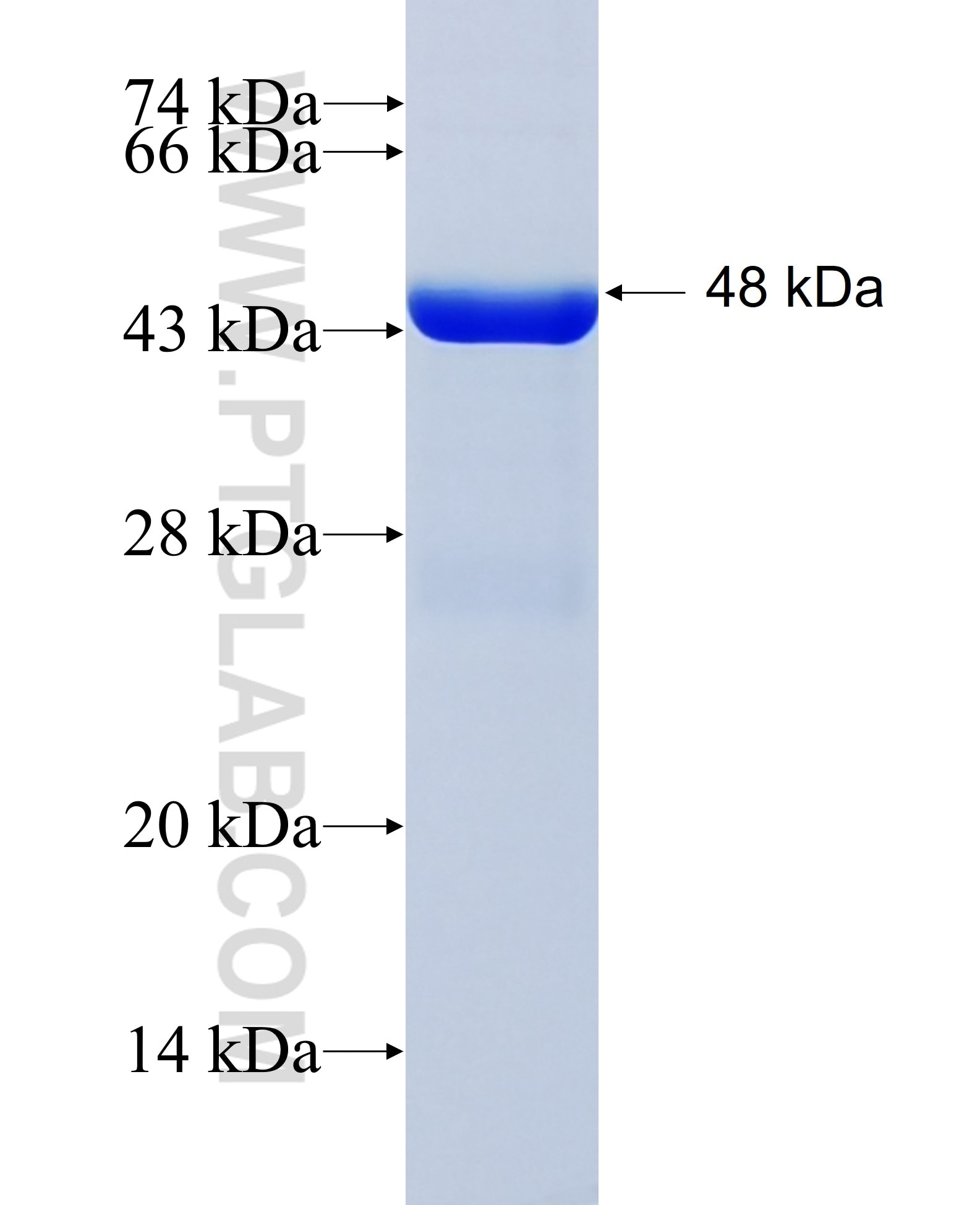 KPNB1 fusion protein Ag0122 SDS-PAGE