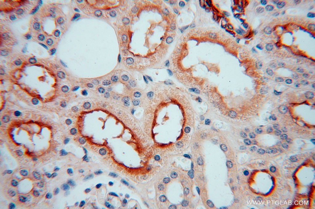 Immunohistochemistry (IHC) staining of human kidney tissue using KPTN Polyclonal antibody (16094-1-AP)