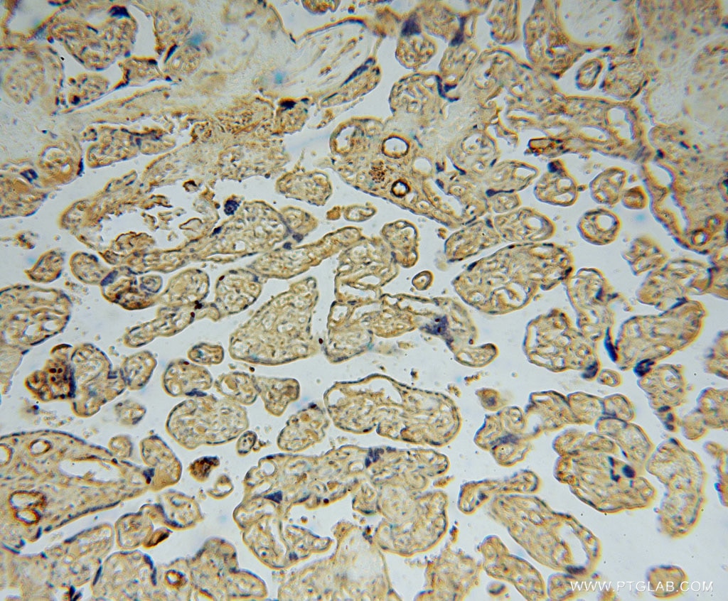 Immunohistochemistry (IHC) staining of human placenta tissue using KPTN Polyclonal antibody (16094-1-AP)