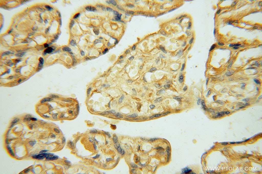Immunohistochemistry (IHC) staining of human placenta tissue using KPTN Polyclonal antibody (16094-1-AP)