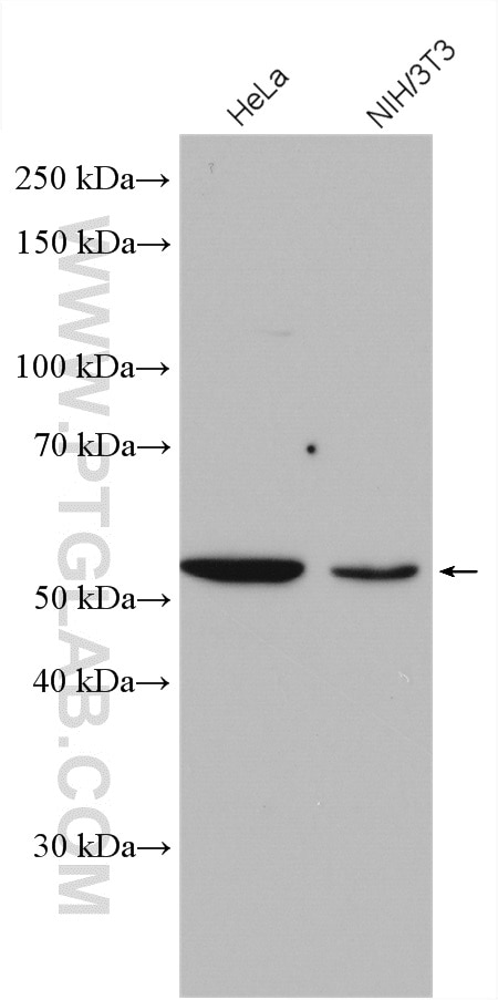Western Blot (WB) analysis of various lysates using KPTN Polyclonal antibody (16094-1-AP)