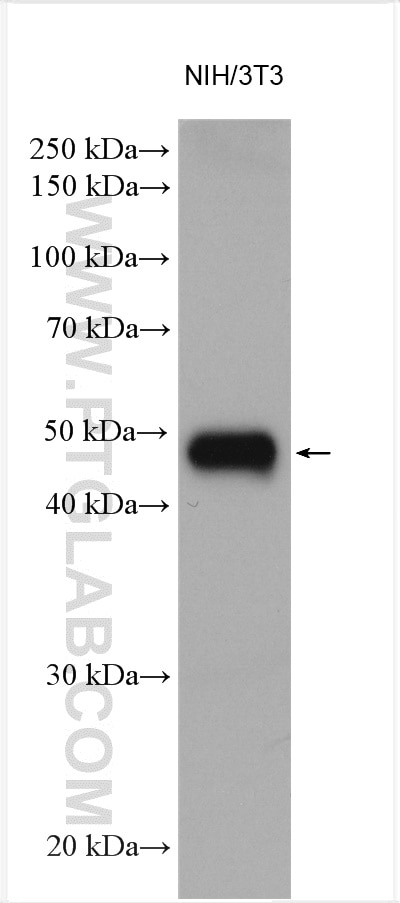 Western Blot (WB) analysis of various lysates using KPTN Polyclonal antibody (16094-1-AP)