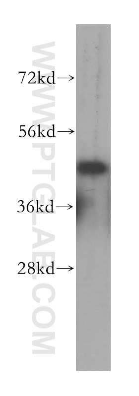 Western Blot (WB) analysis of NIH/3T3 cells using KPTN Polyclonal antibody (16094-1-AP)