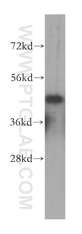 WB analysis of NIH/3T3 using 16094-1-AP