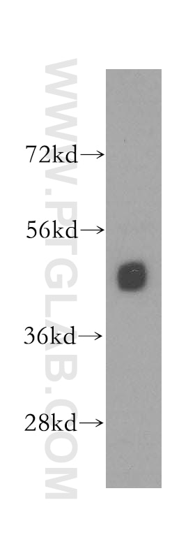 Western Blot (WB) analysis of mouse skeletal muscle tissue using KPTN Polyclonal antibody (16094-1-AP)