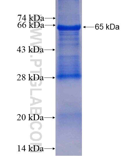 KPTN fusion protein Ag8785 SDS-PAGE