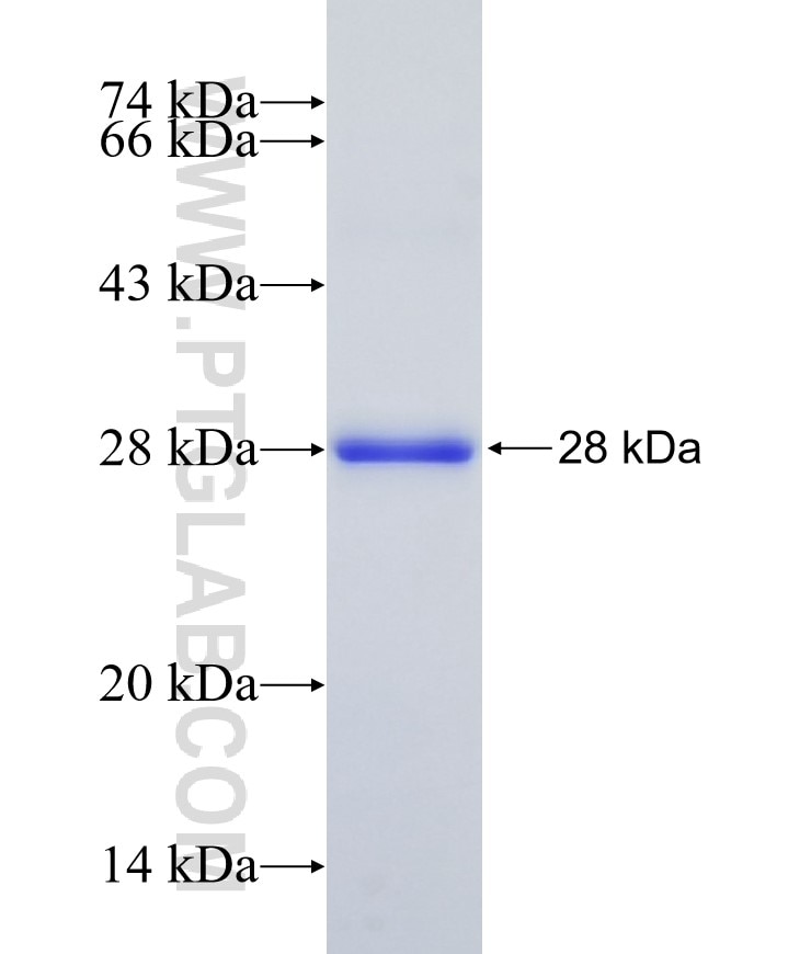 KRAS-2A fusion protein Ag27444 SDS-PAGE