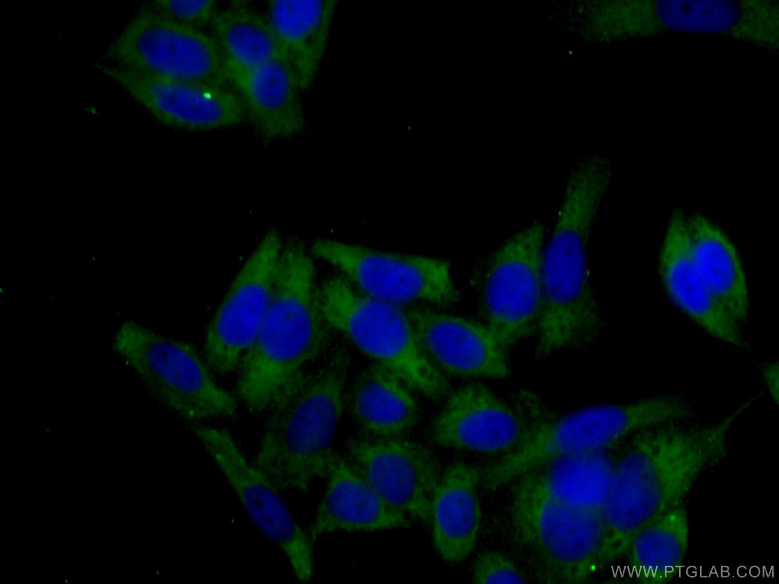 Immunofluorescence (IF) / fluorescent staining of HeLa cells using KRAS-2A-specific Monoclonal antibody (67266-1-Ig)