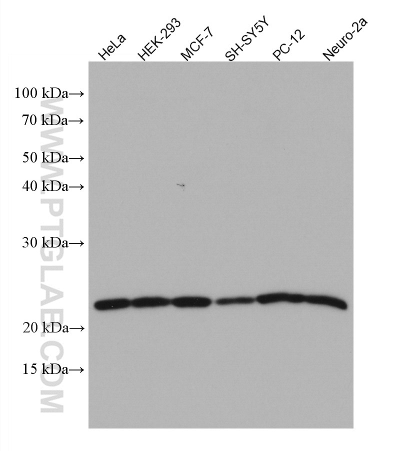 Western Blot (WB) analysis of various lysates using KRAS-2A-specific Monoclonal antibody (67266-1-Ig)
