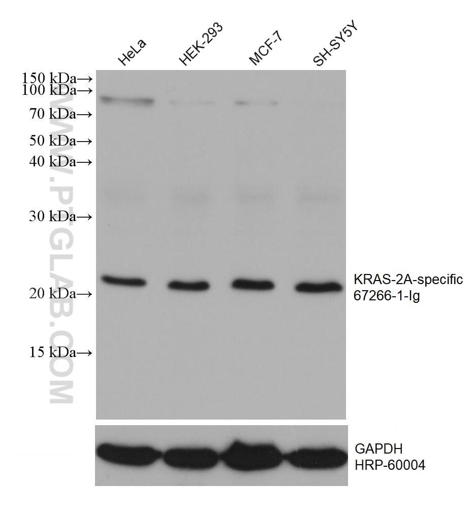 Western Blot (WB) analysis of various lysates using KRAS-2A-specific Monoclonal antibody (67266-1-Ig)