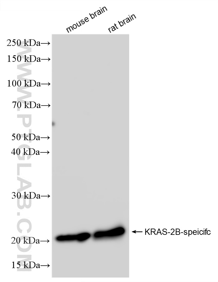 WB analysis using 88151-1-RR Western Blot (WB) analysis of various lysates using KRAS-2B Recombinant monoclonal antibody (88151-1-RR)