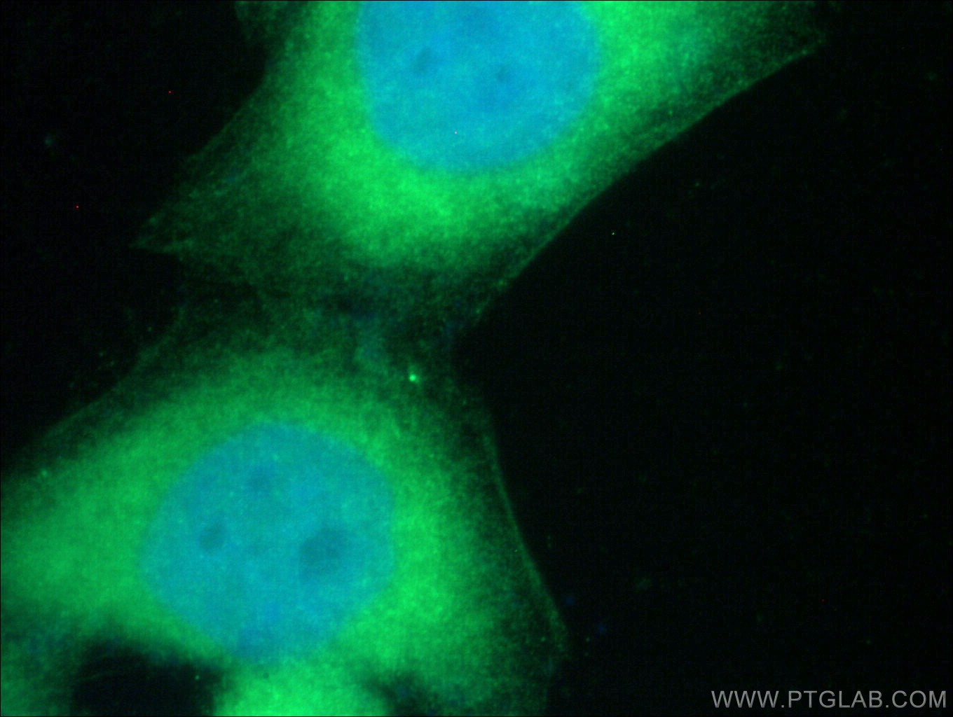 Immunofluorescence (IF) / fluorescent staining of HeLa cells using KRAS Polyclonal antibody (12063-1-AP)