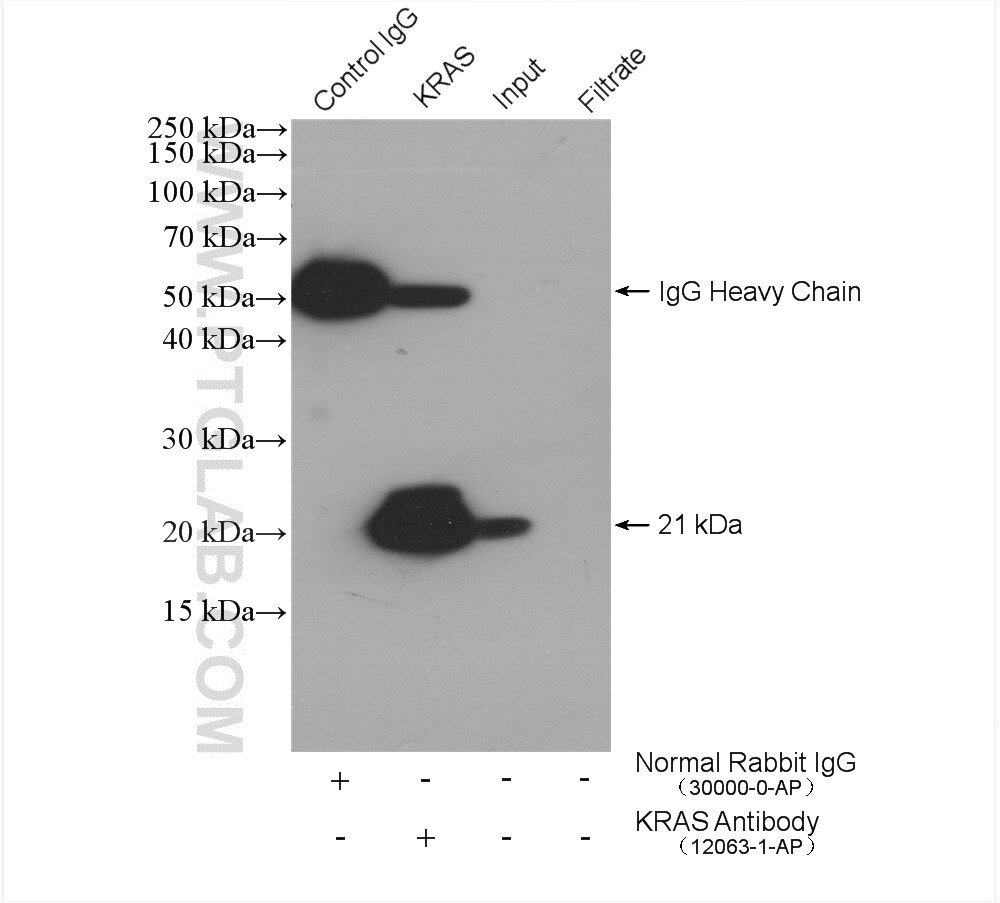 Immunoprecipitation (IP) experiment of HeLa cells using KRAS Polyclonal antibody (12063-1-AP)