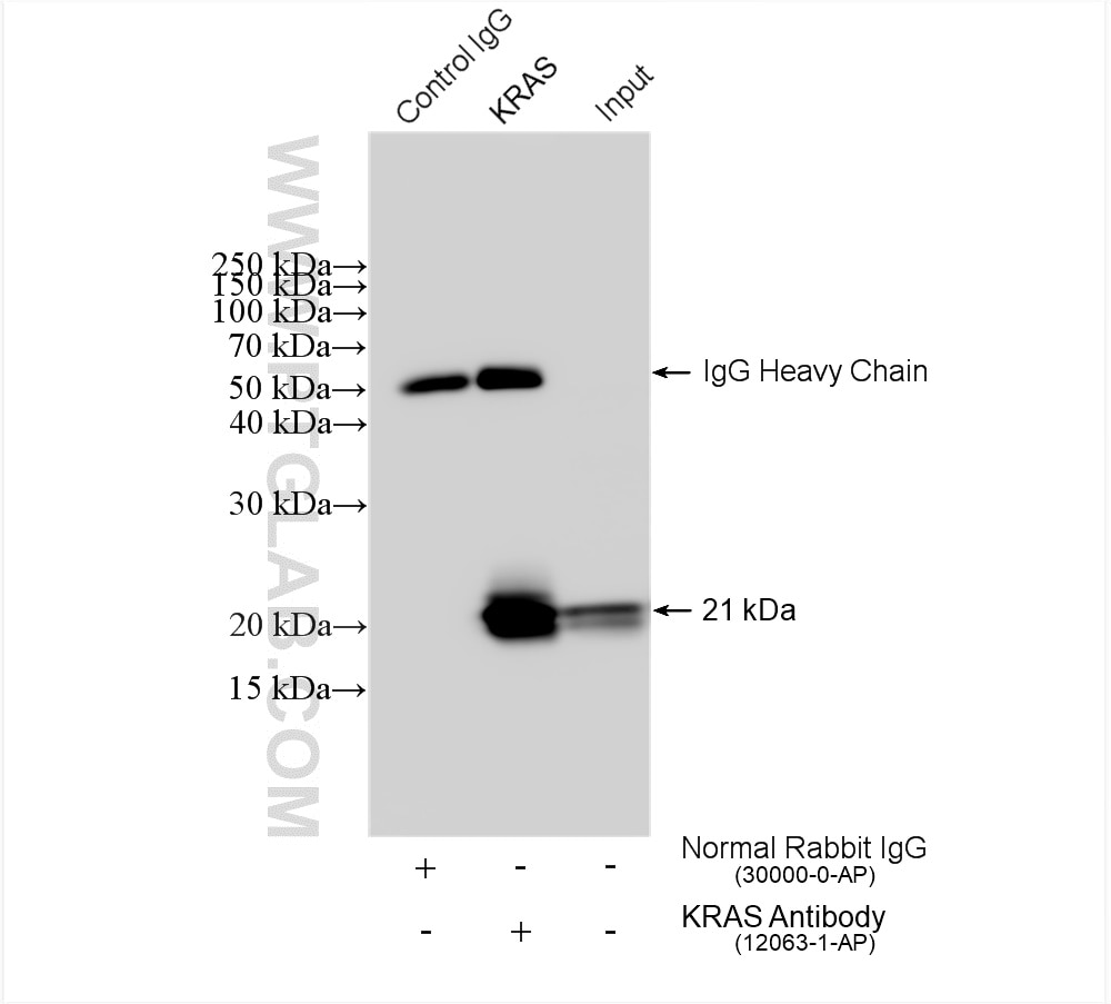 Immunoprecipitation (IP) experiment of HeLa cells using KRAS Polyclonal antibody (12063-1-AP)