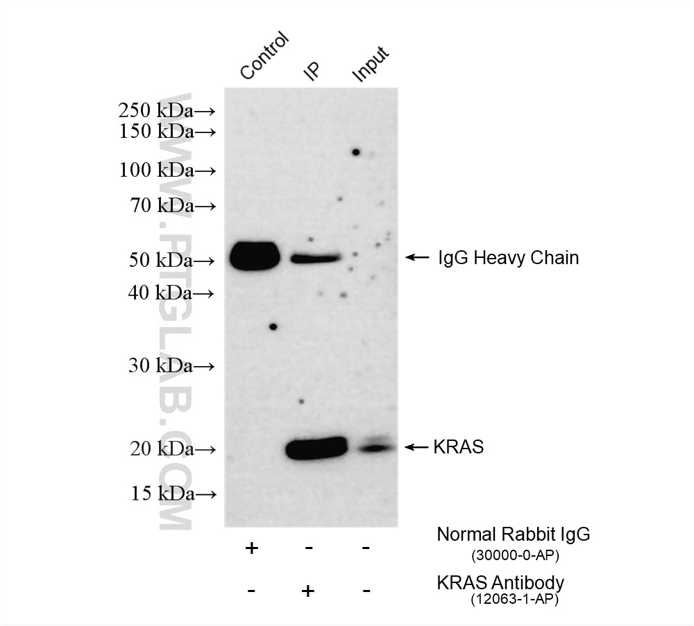 Immunoprecipitation (IP) experiment of MKN-45 cells using KRAS Polyclonal antibody (12063-1-AP)