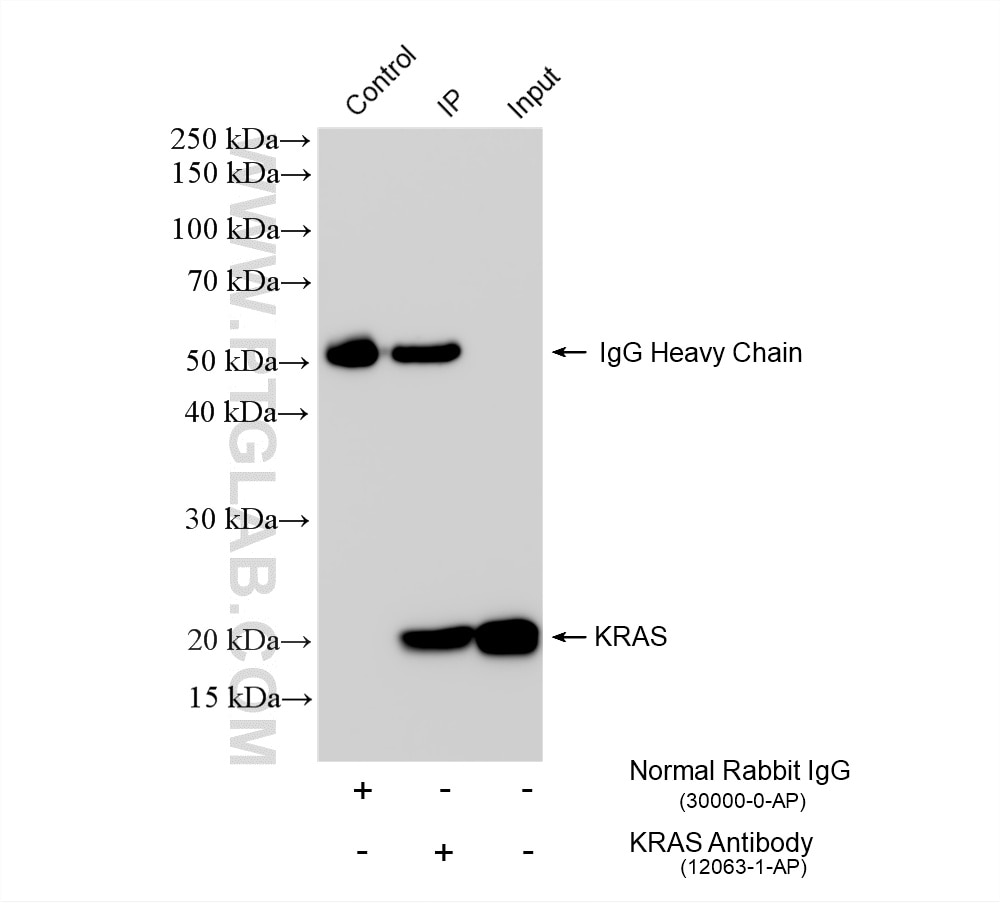 Immunoprecipitation (IP) experiment of mouse brain tissue using KRAS Polyclonal antibody (12063-1-AP)
