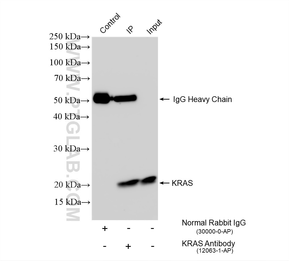 Immunoprecipitation (IP) experiment of HeLa cells using KRAS Polyclonal antibody (12063-1-AP)