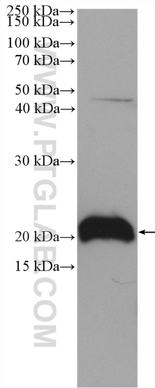 Western Blot (WB) analysis of rat liver tissue using KRAS Polyclonal antibody (12063-1-AP)