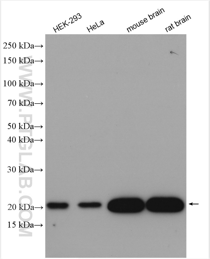 Western Blot (WB) analysis of various lysates using KRAS Polyclonal antibody (12063-1-AP)