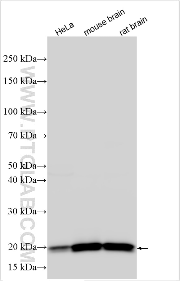 Western Blot (WB) analysis of various lysates using KRAS Polyclonal antibody (12063-1-AP)