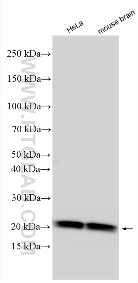 Western Blot (WB) analysis of various lysates using KRAS Polyclonal antibody (12063-1-AP)