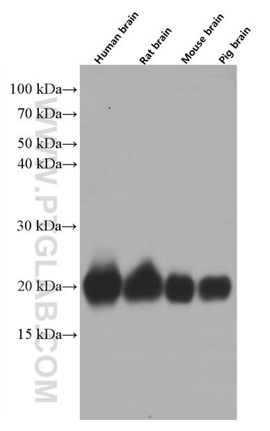 Western Blot (WB) analysis of various lysates using pan Ras Monoclonal antibody (60309-1-Ig)