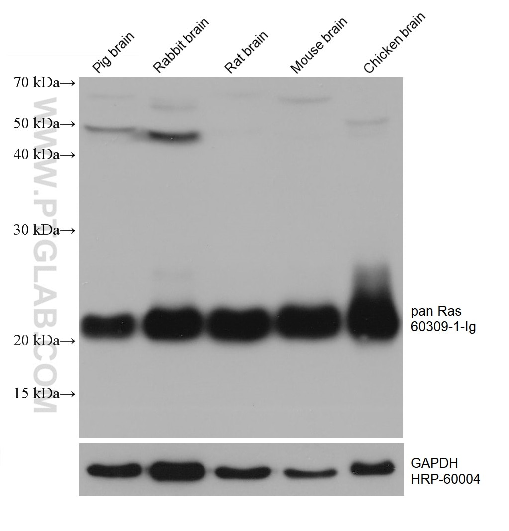 Western Blot (WB) analysis of various lysates using pan Ras Monoclonal antibody (60309-1-Ig)