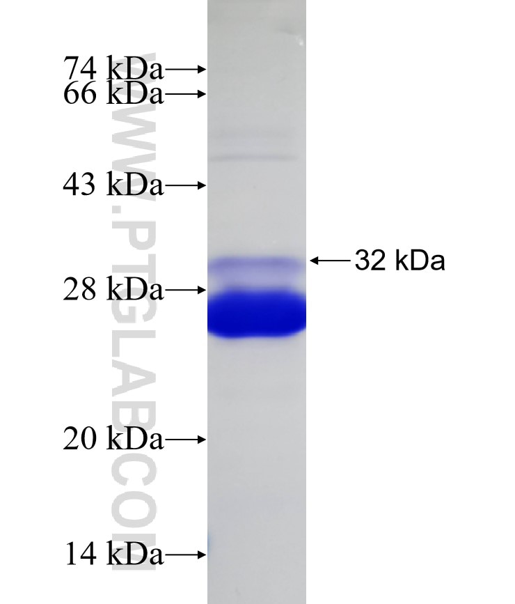 KRAS fusion protein Ag21645 SDS-PAGE