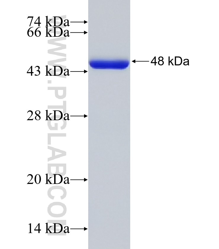 KRAS fusion protein Ag2700 SDS-PAGE