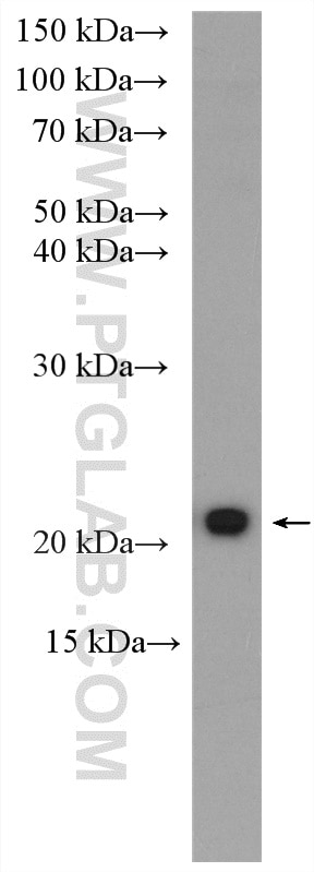 Western Blot (WB) analysis of NIH/3T3 cells using KRAS-2A-specific Polyclonal antibody (16156-1-AP)