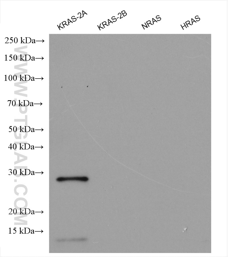 Western Blot (WB) analysis of various lysates using KRAS-2A-specific Polyclonal antibody (16156-1-AP)