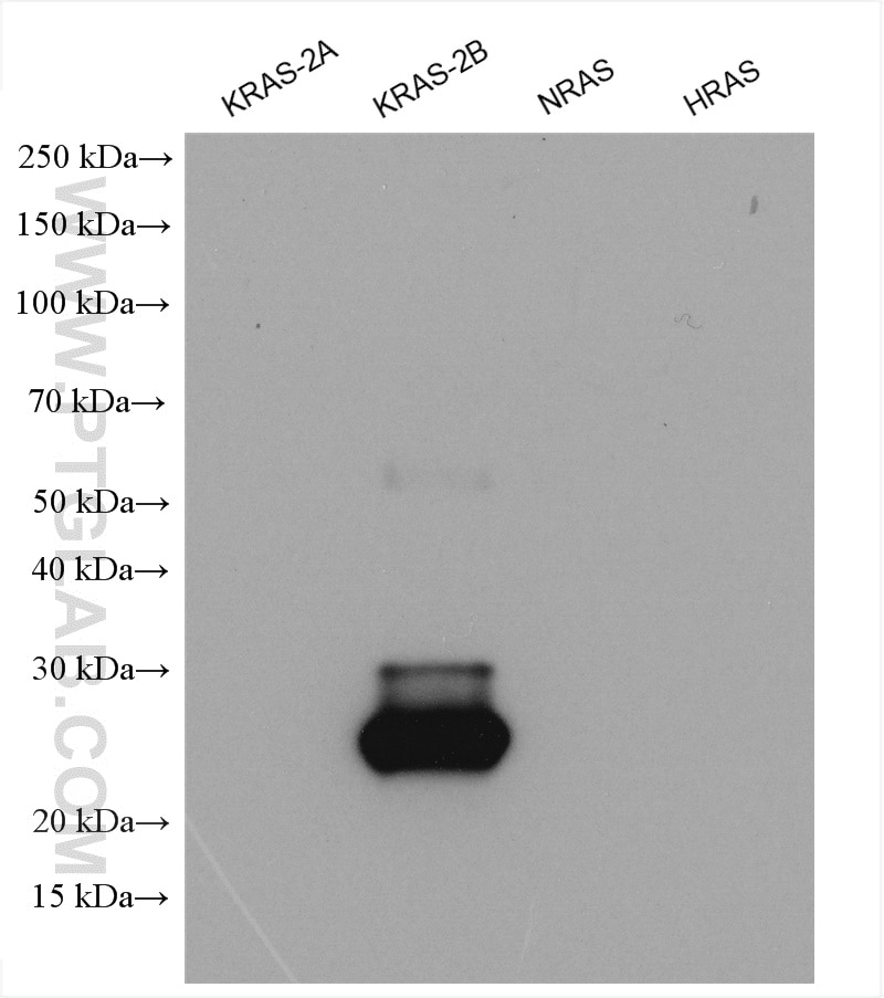 Western Blot (WB) analysis of various lysates using KRAS-2B-specific Polyclonal antibody (16155-1-AP)