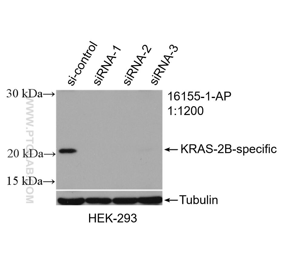 WB analysis of HEK-293 using 16155-1-AP