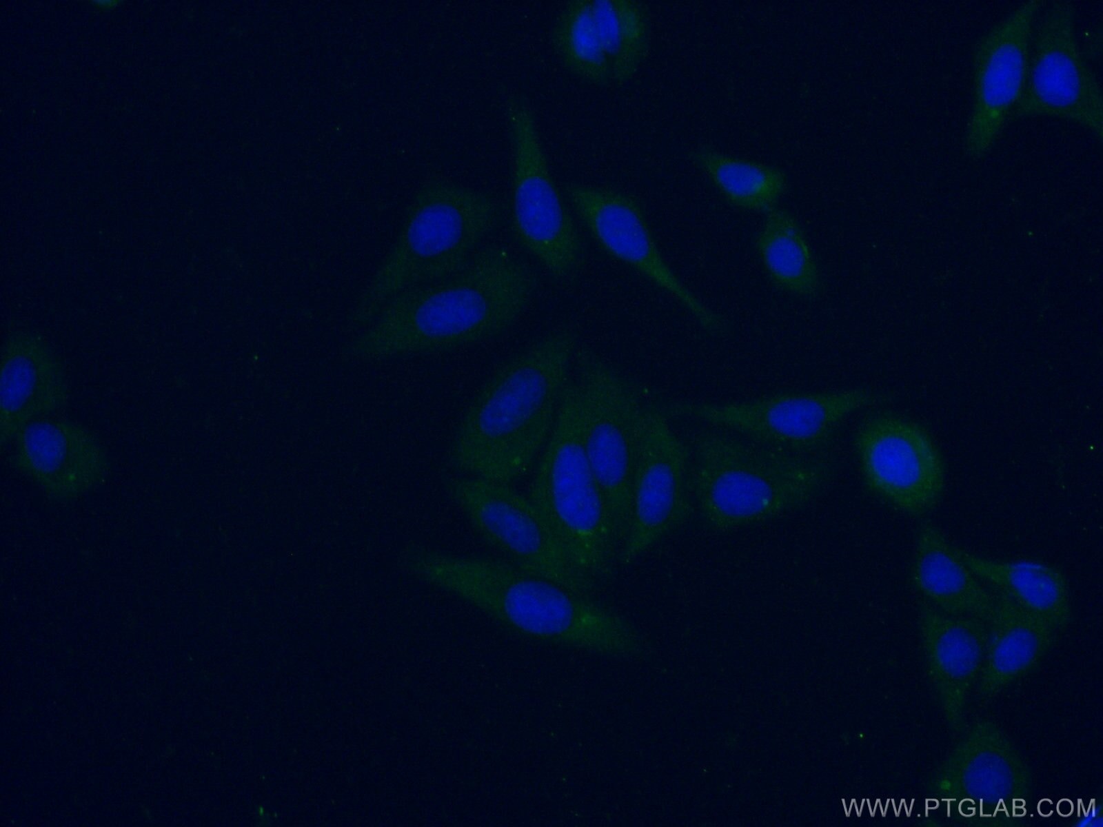 Immunofluorescence (IF) / fluorescent staining of HepG2 cells using KRCC1 Polyclonal antibody (16916-1-AP)