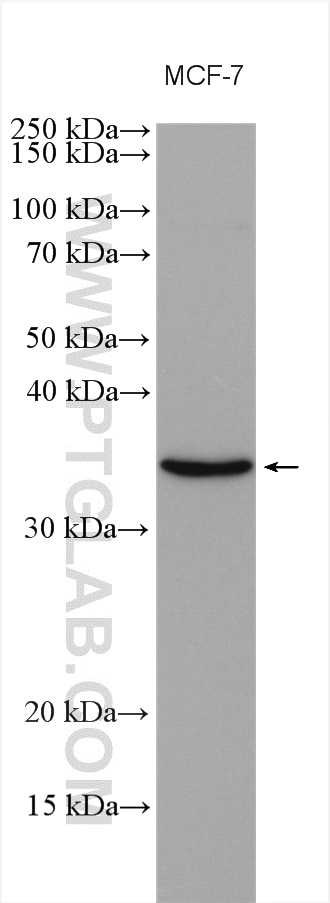 Western Blot (WB) analysis of various lysates using KRCC1 Polyclonal antibody (16916-1-AP)