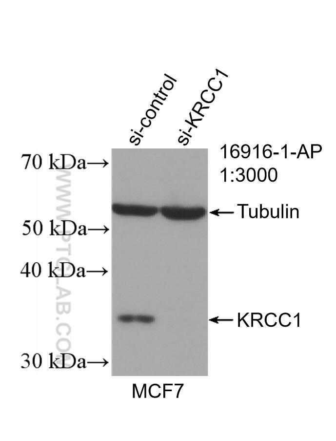 Western Blot (WB) analysis of MCF-7 cells using KRCC1 Polyclonal antibody (16916-1-AP)