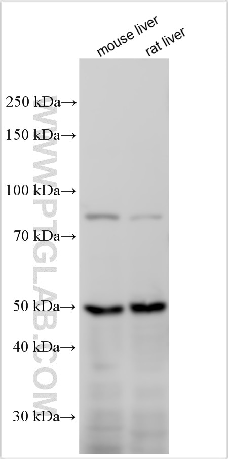 Western Blot (WB) analysis of various lysates using KREMEN1 Polyclonal antibody (25434-1-AP)