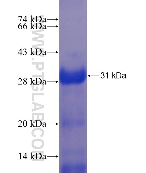 KREMEN1 fusion protein Ag22092 SDS-PAGE