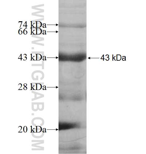 KREMEN2 fusion protein Ag7684 SDS-PAGE