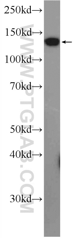 WB analysis of HepG2 using 16243-1-AP