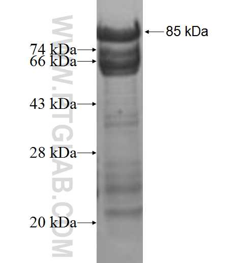 KRI1 fusion protein Ag9171 SDS-PAGE