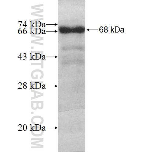 KRI1 fusion protein Ag9387 SDS-PAGE
