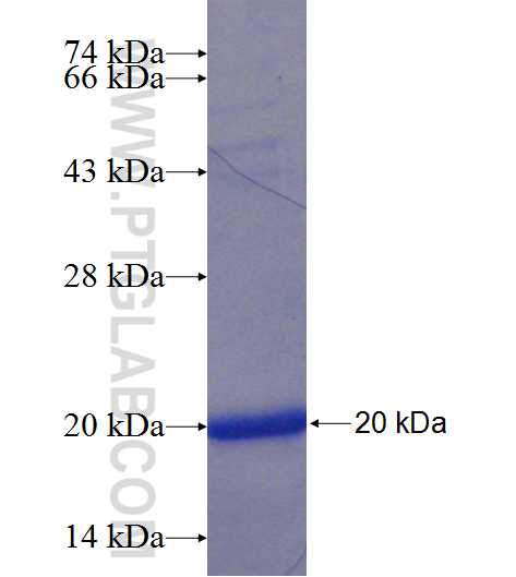 KRIT1 fusion protein Ag24022 SDS-PAGE