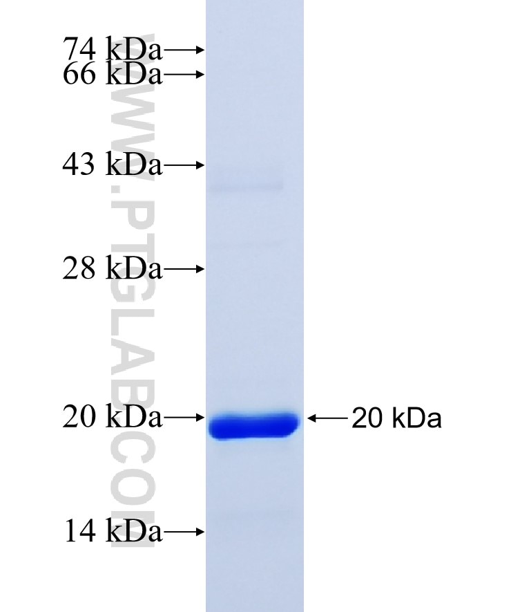 KRIT1 fusion protein Ag24022 SDS-PAGE