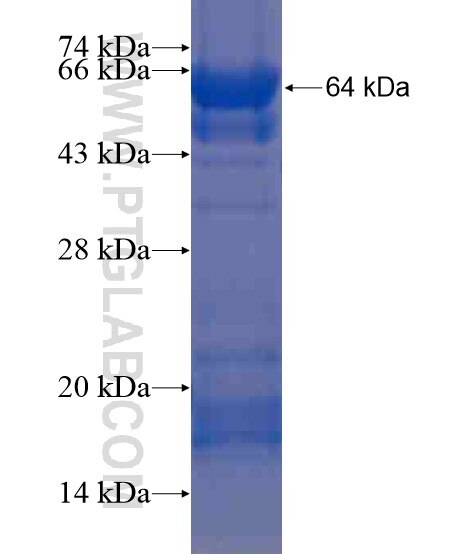 KRIT1 fusion protein Ag20061 SDS-PAGE