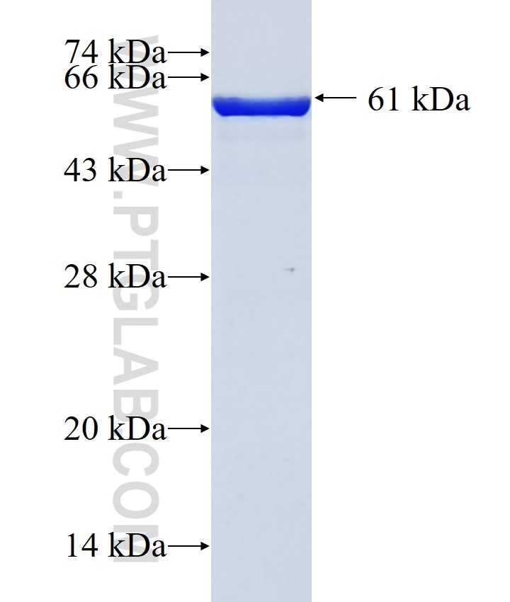 KRIT1 fusion protein Ag20061 SDS-PAGE